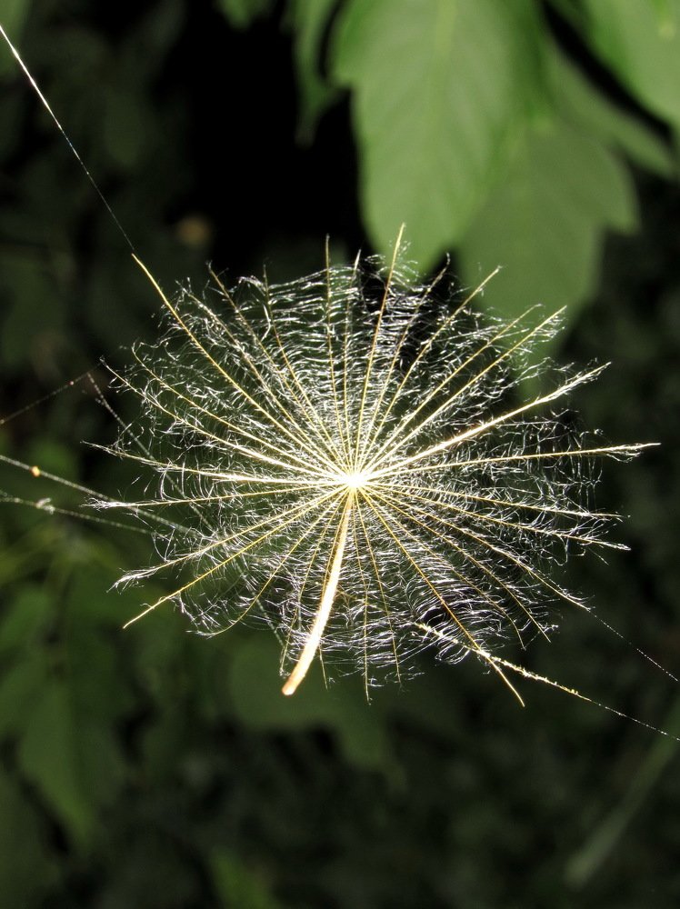 Семена жизни