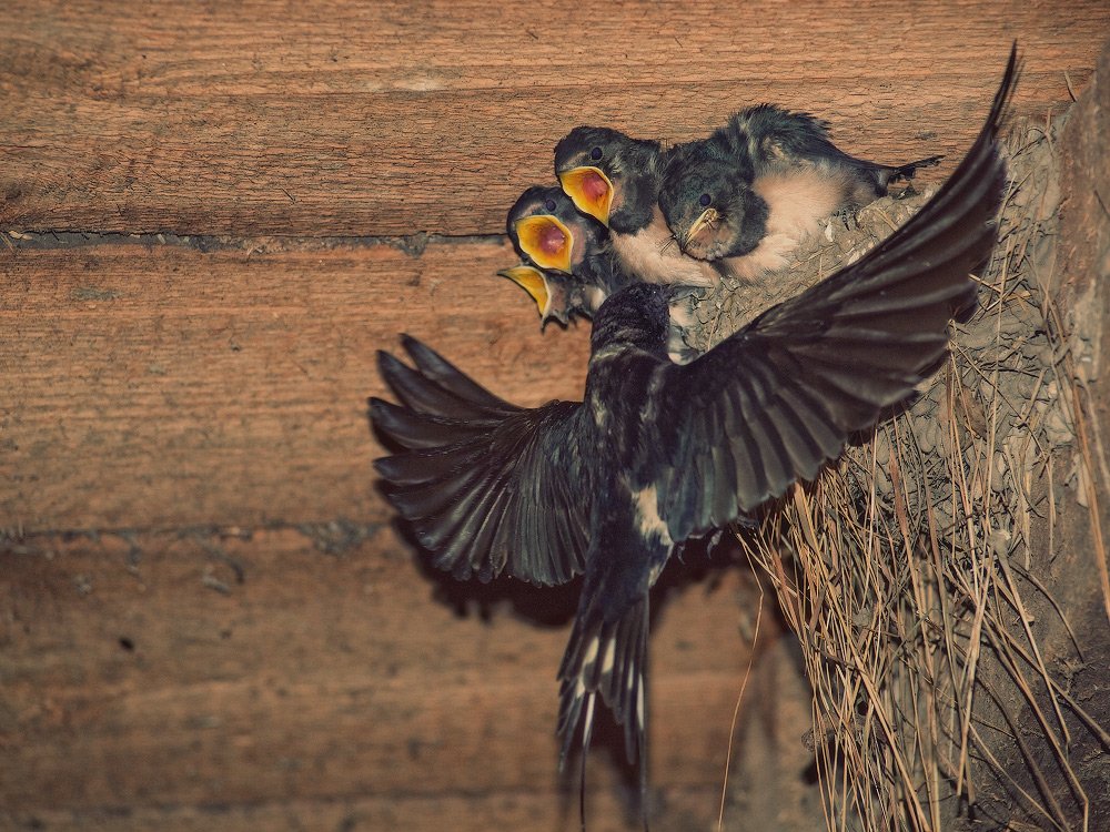 Накормить дракона