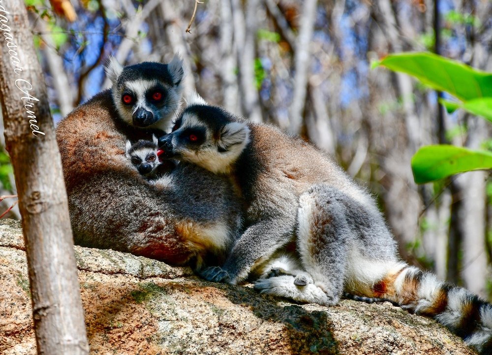 Parents ring tailed lemurs and baby one