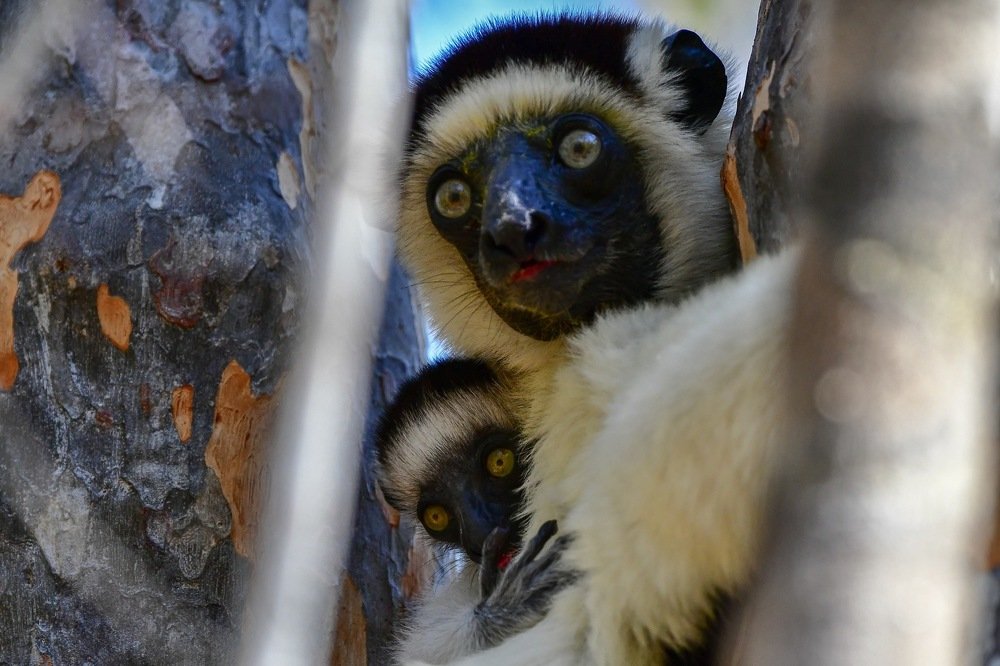 Wildlife with offspring