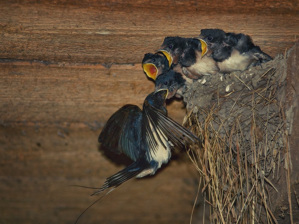 Накормить дракона