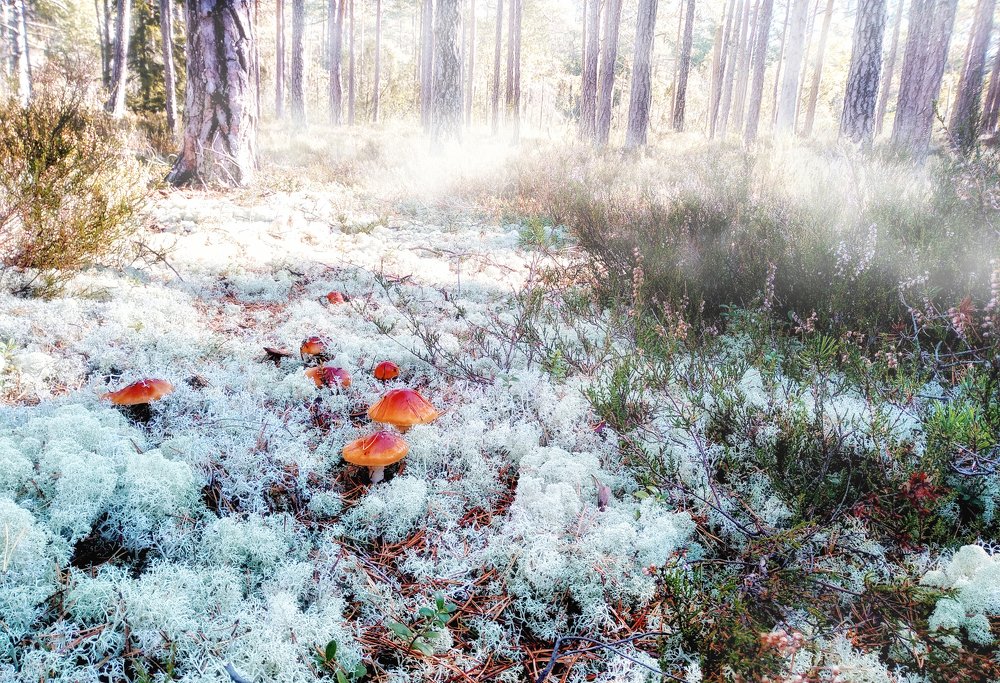 Mashrooms in fairy forest