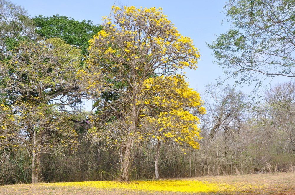 Alfombra de Araguaney