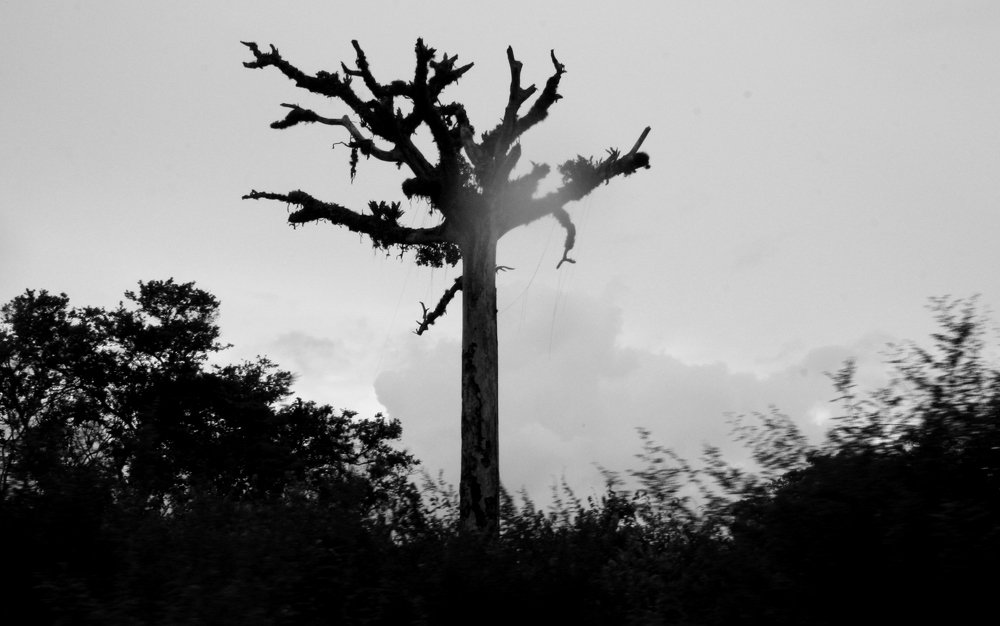 Железное дерево. Кения