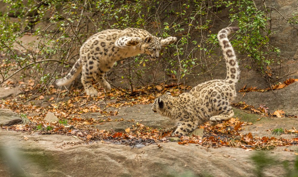 борьба без правил