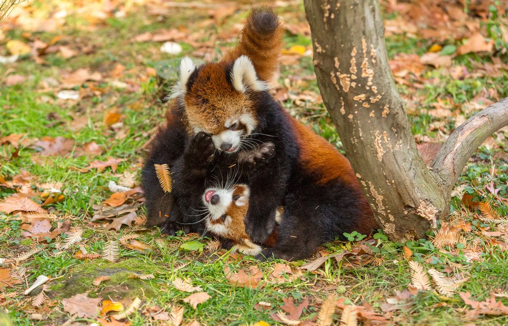 вольная борьба
