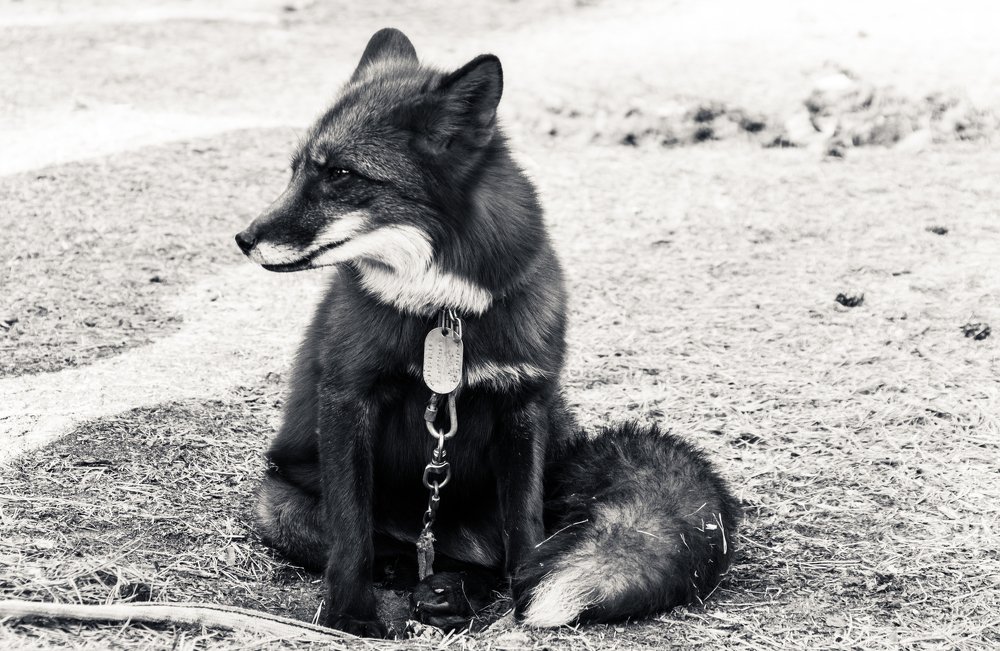 Грустный лис