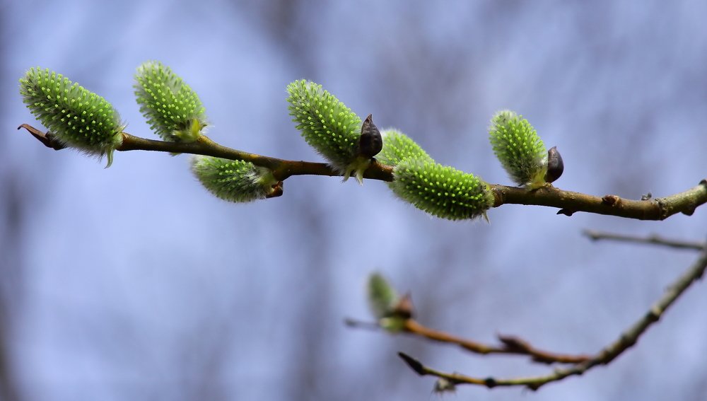 Весне навстречу