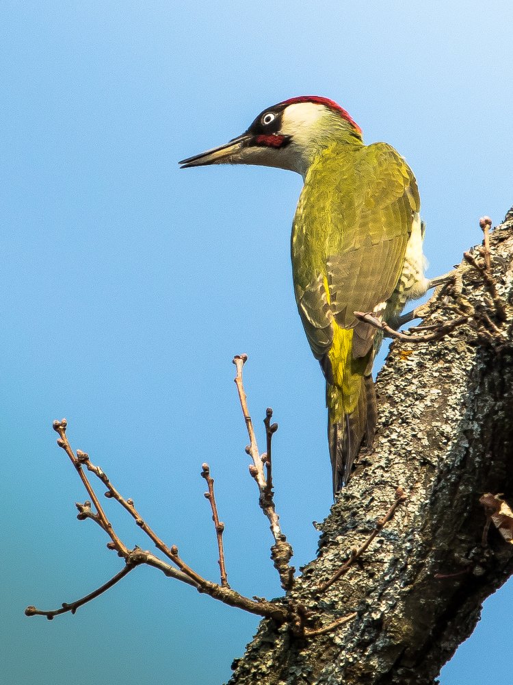 Зеленый дятел.