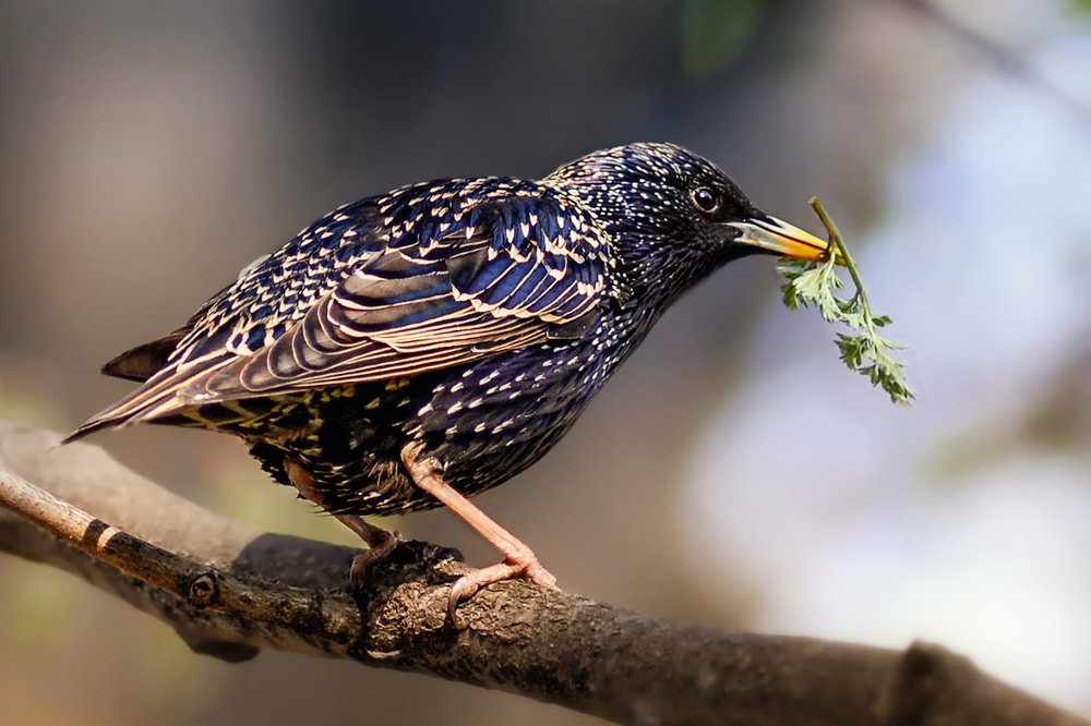 Вегетарианец