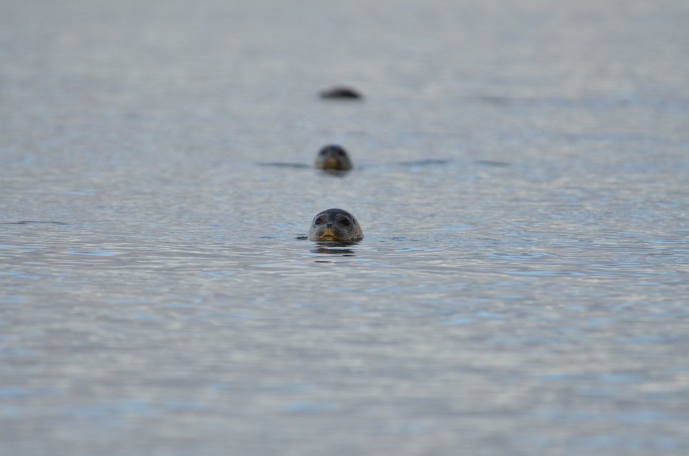 За вами следят