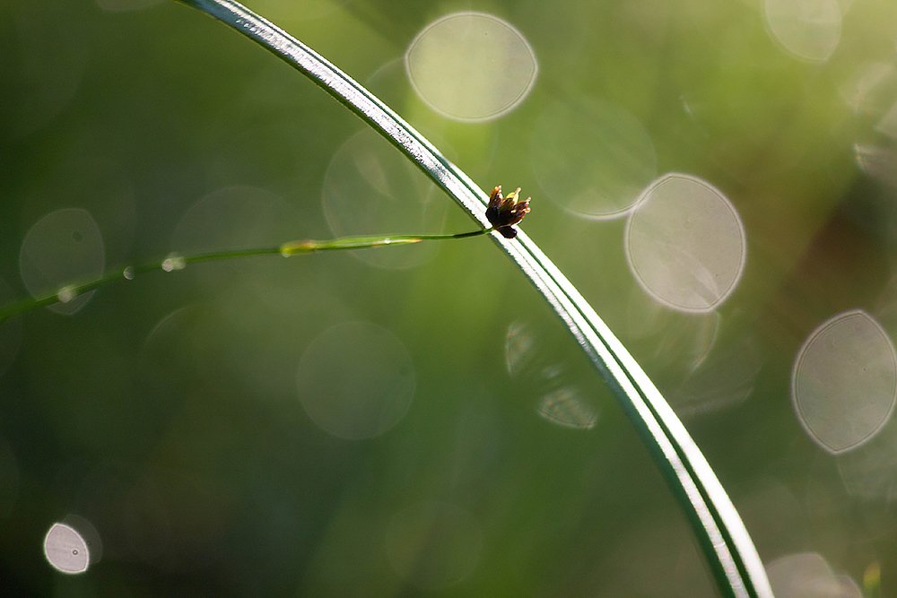 Photograph by Мария Грин (Сычёва)