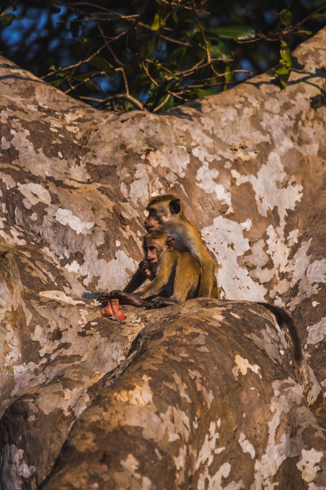 Monkey mother and baby