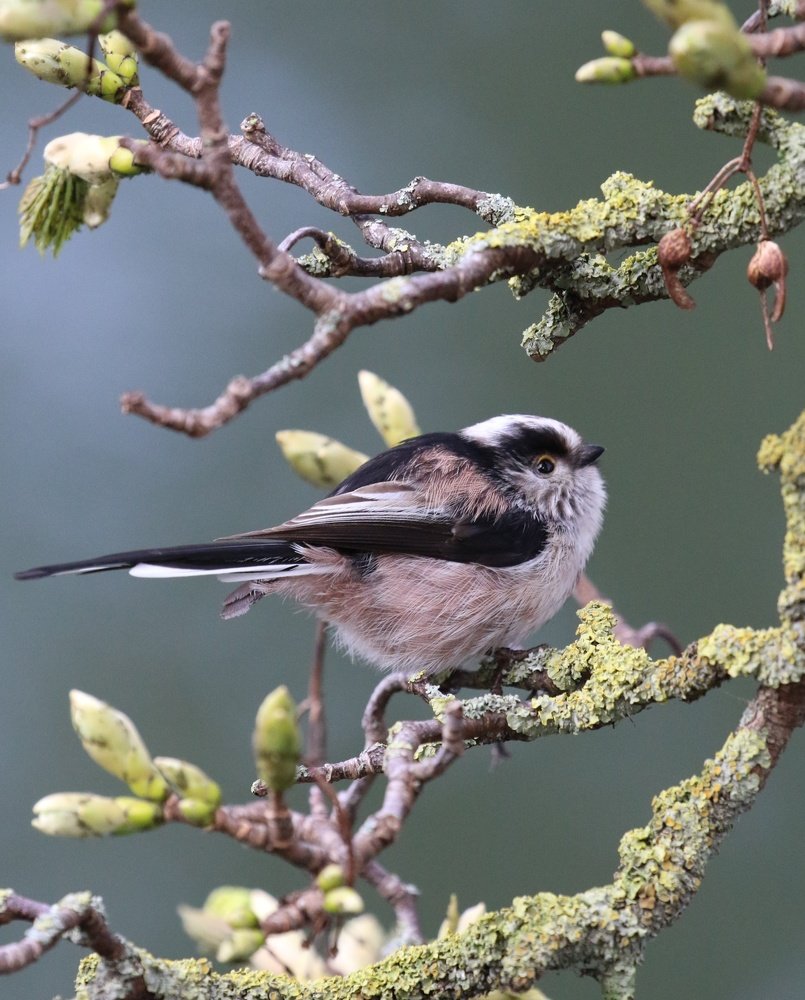 Long tailed tit