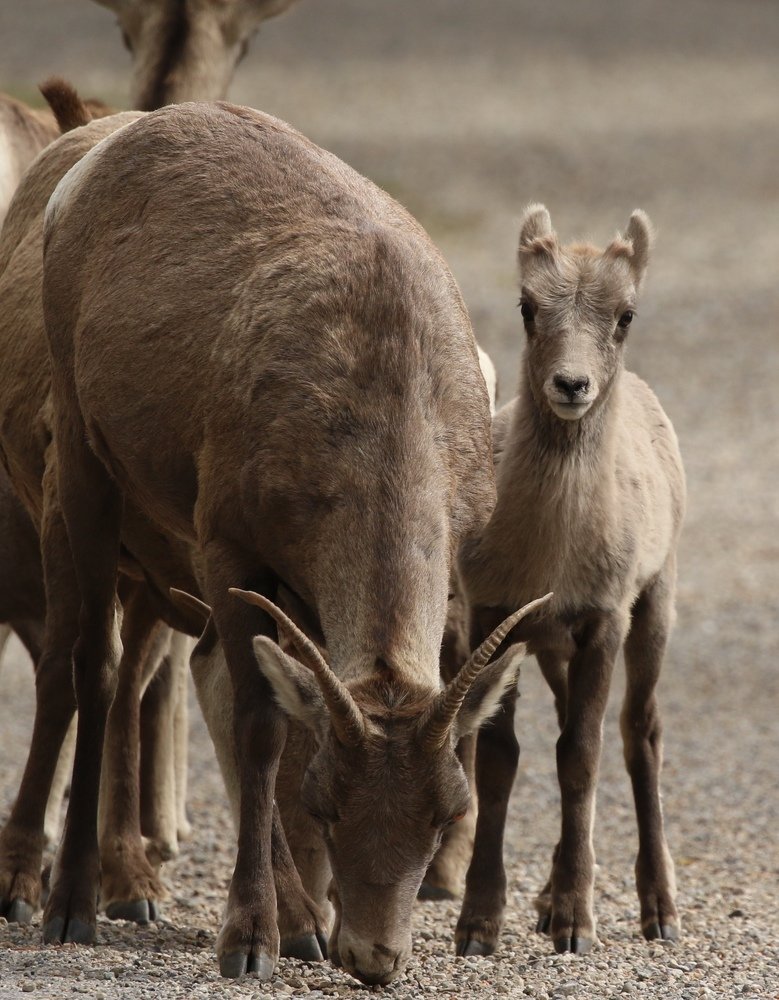 Long horned sheep