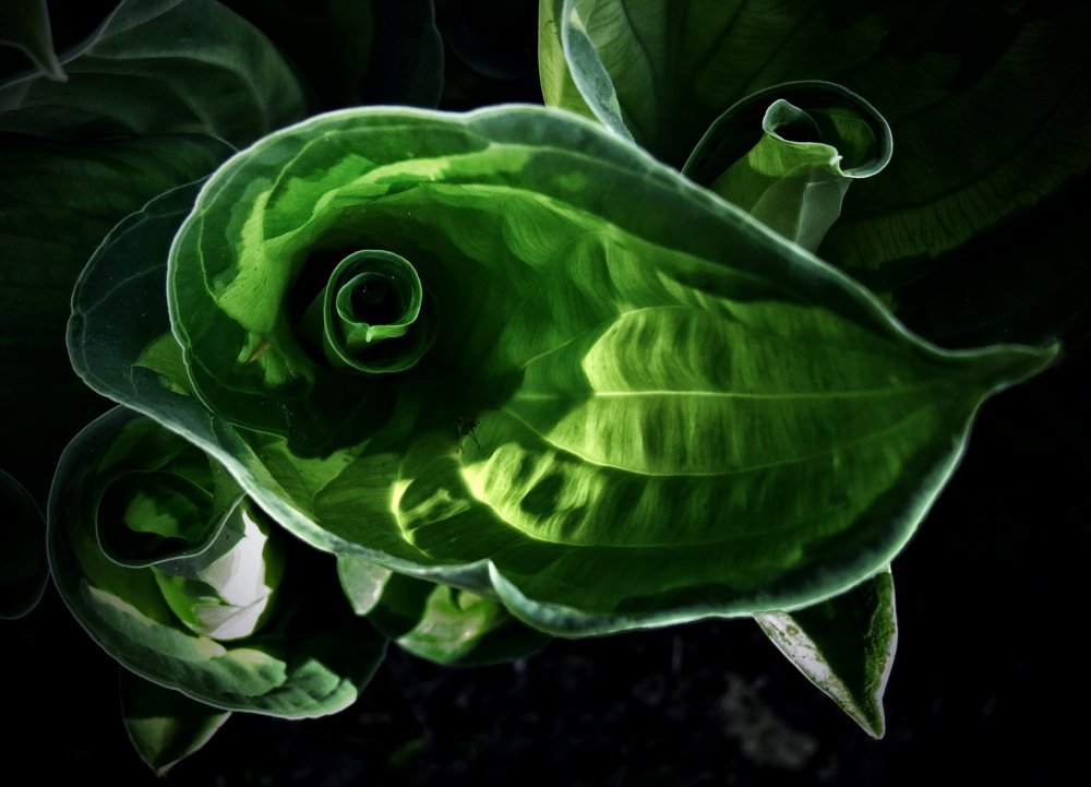 Зелёный космос