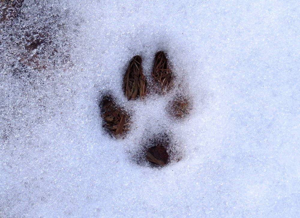 Следы травянистых собак