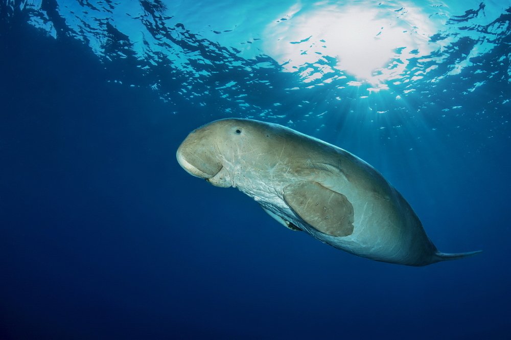 Dugong