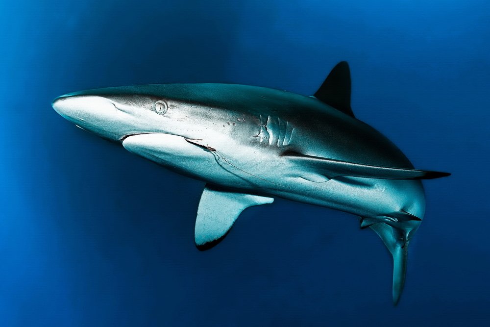 Silky Sharks