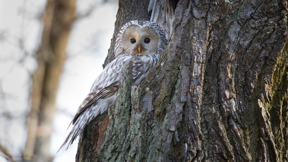 Длиннохвостая неясыть