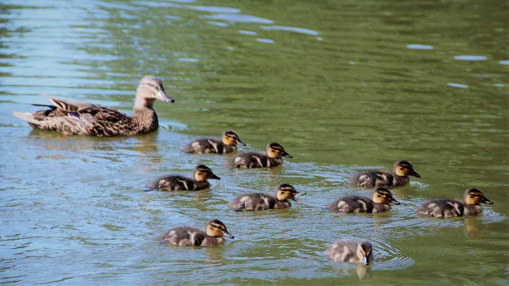Озерные утки