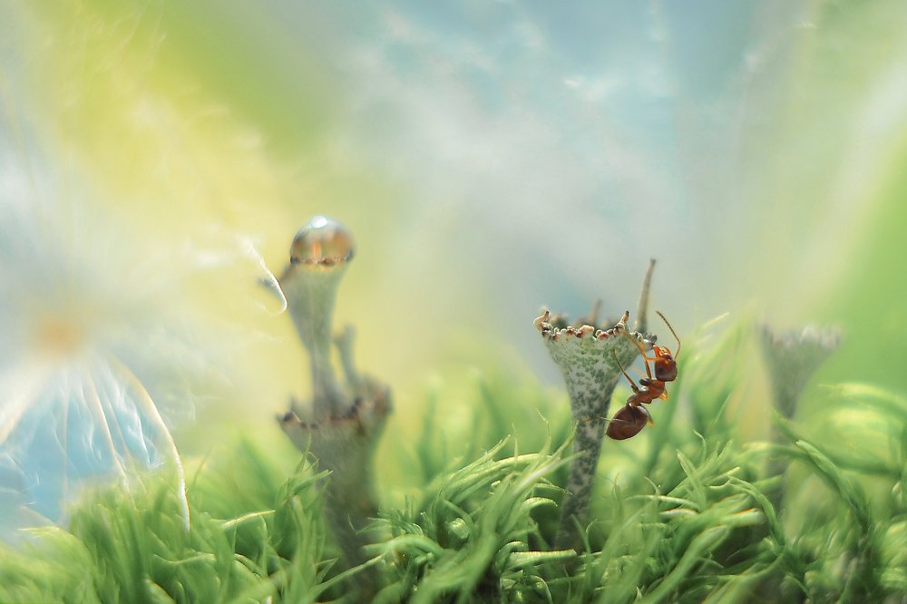 Сказочный мир