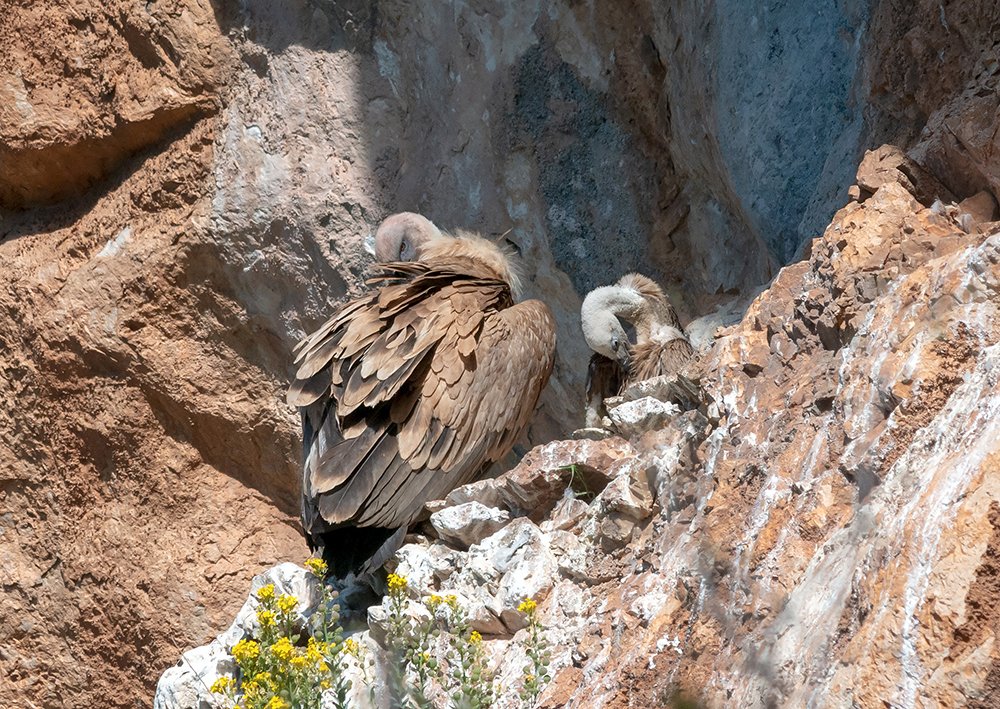 Mamma e piccolo di Grifone
