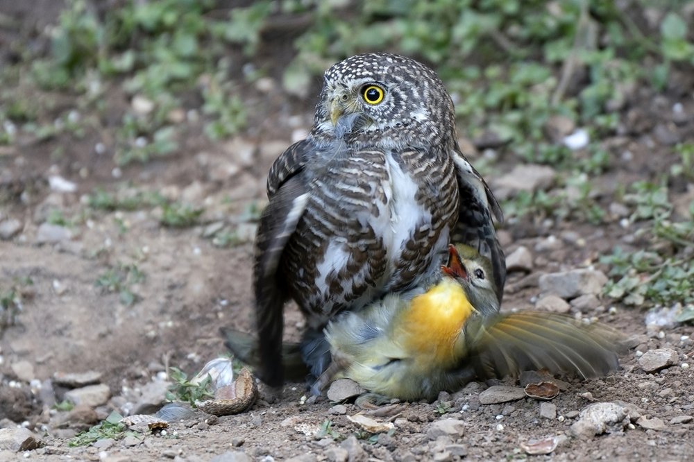 Collared owlet with Red billed Leiothrix kill