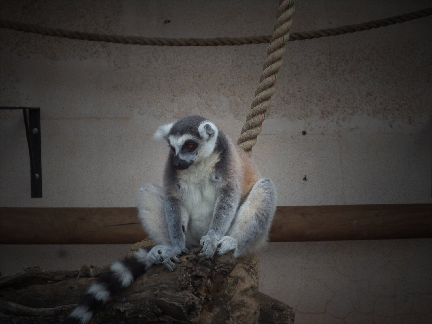 Madagascar Monkey (MAKI ) @ The Zoo