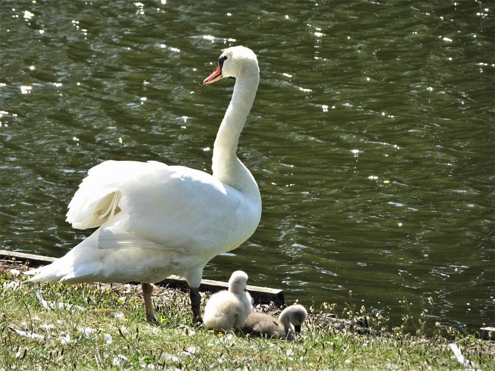 Маленькие пушистики