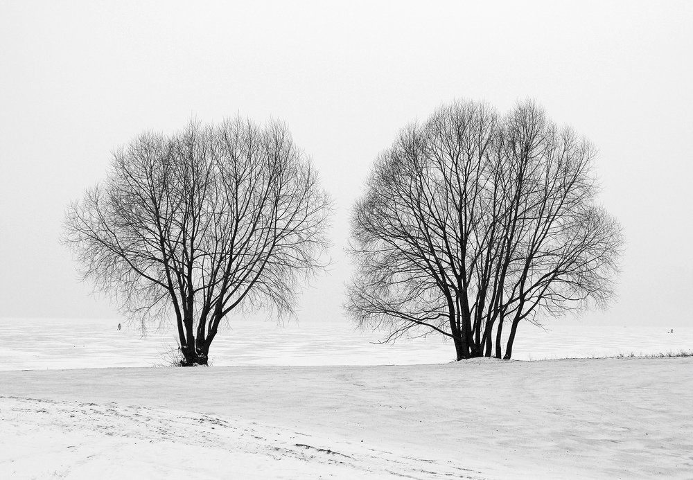 Два дерева на берегу озера Неро