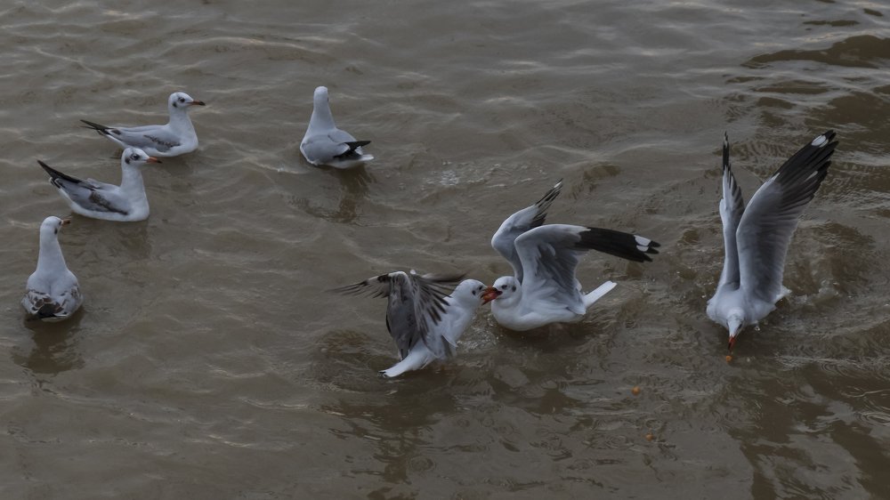Seagulls eating foods