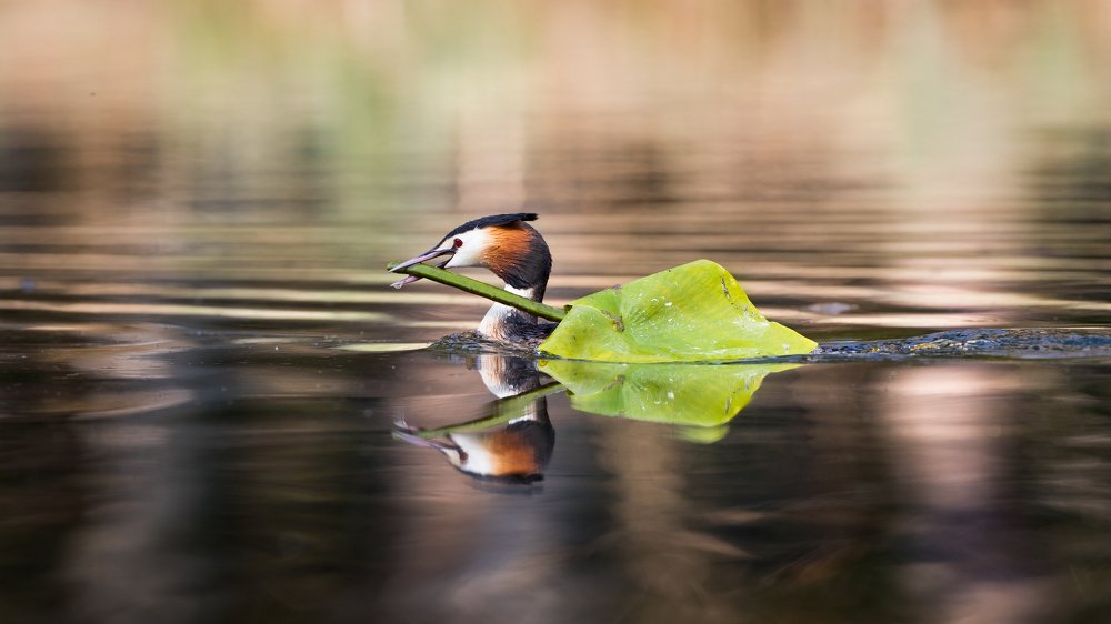 Девушка с веслом