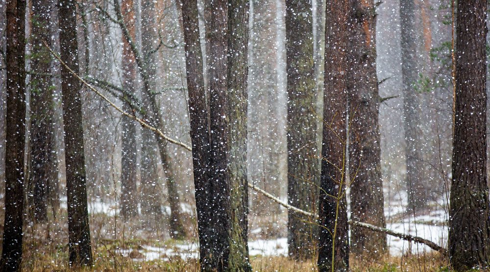 Тихо падающий снег в безмолвном лесу