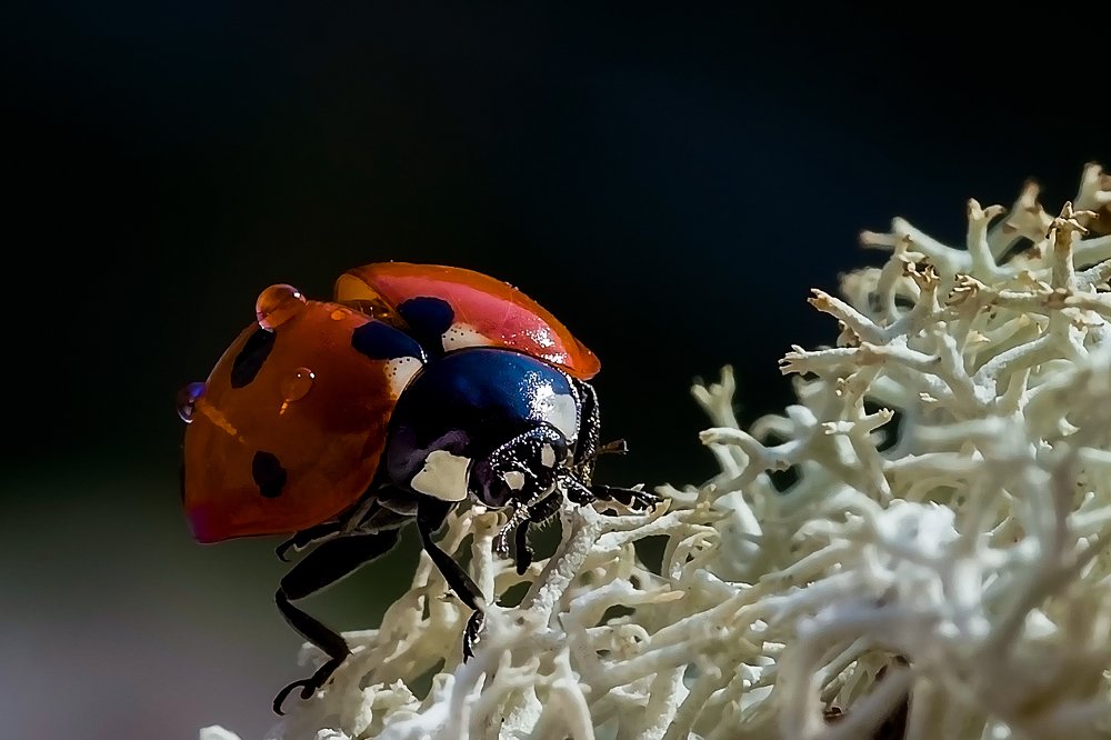 Photograph by Алексей Козлов