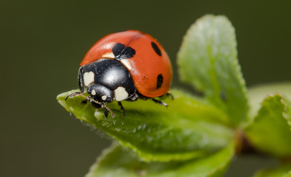 Photograph by Сергей Тригуб