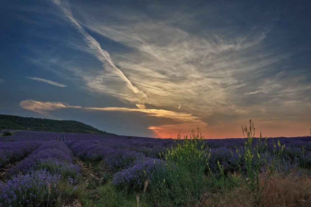 Lavender sunset