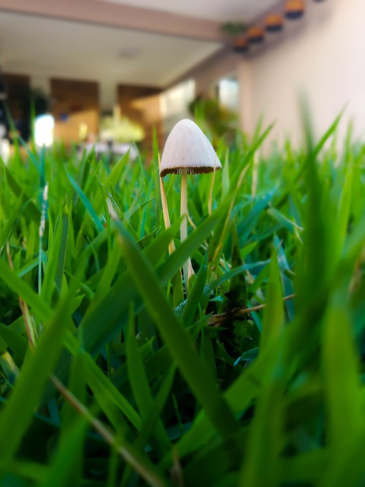 Mushroom