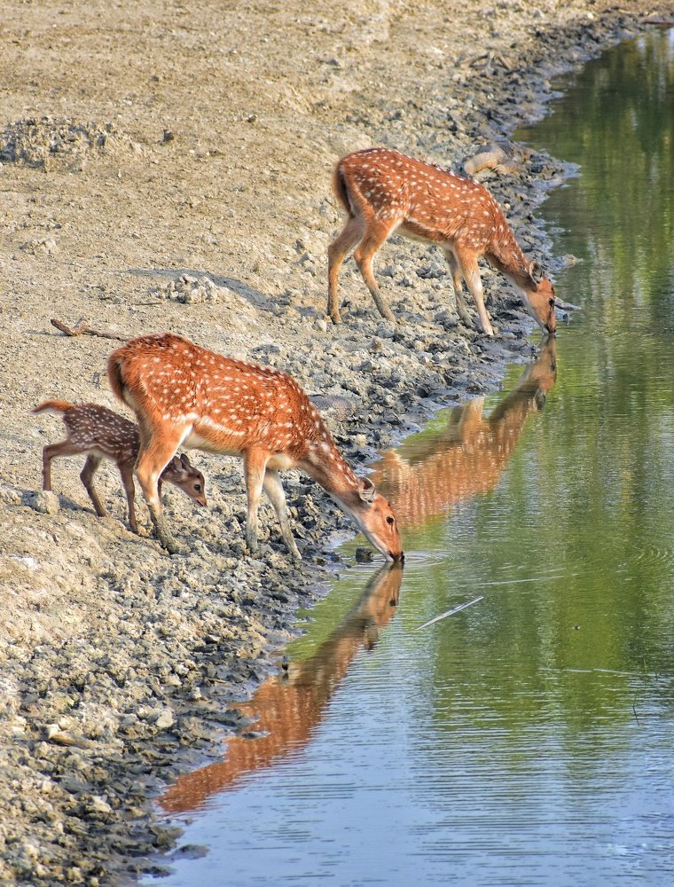 Baby Spotted Deer with Mom & Dad