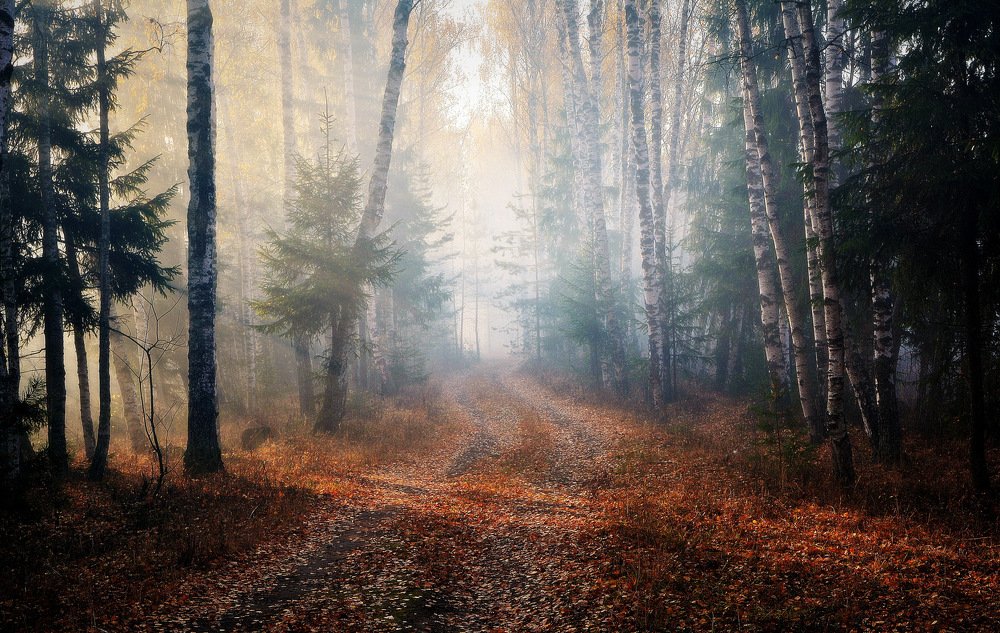 В грибной аллейке