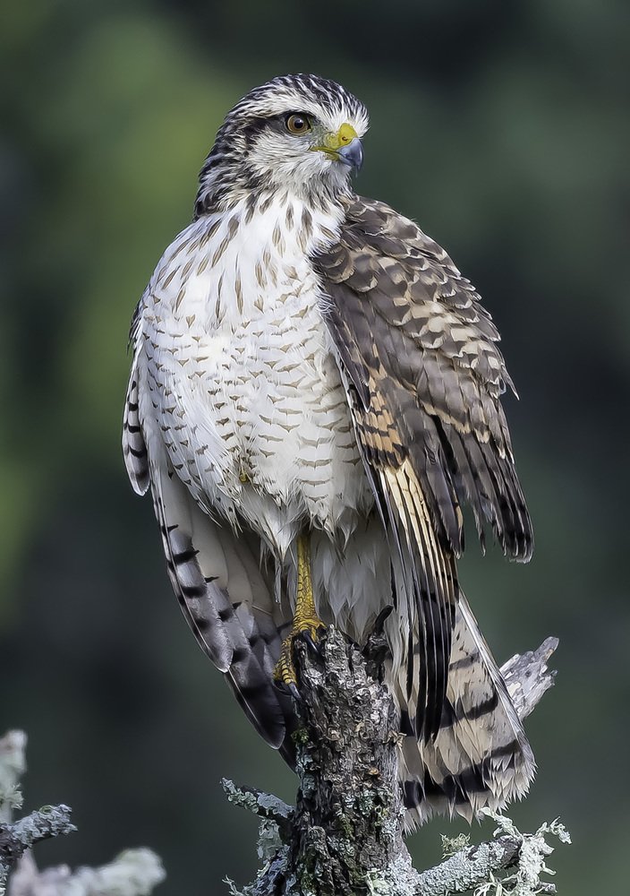 La pose del Emperador