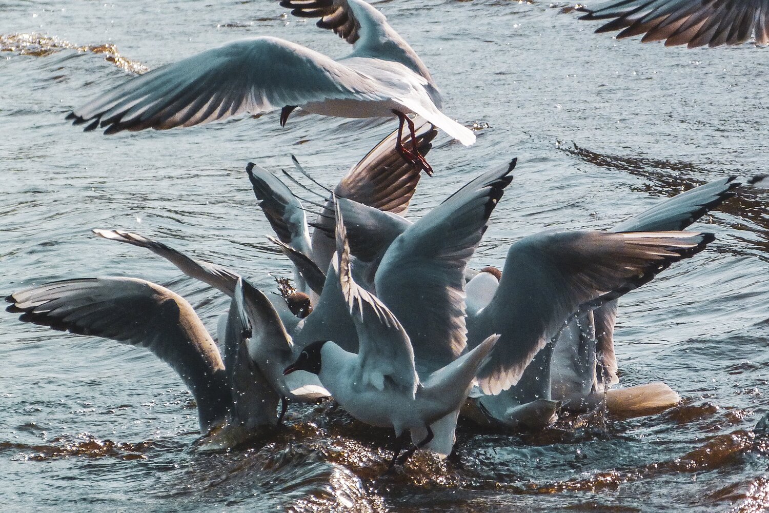 Crowded