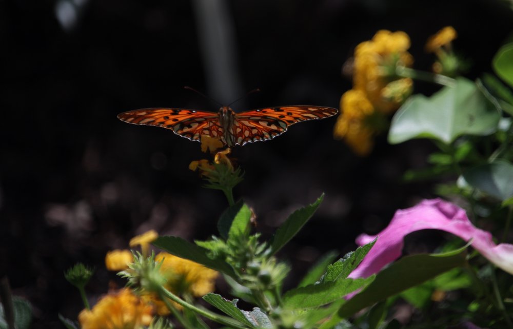 Butterfly