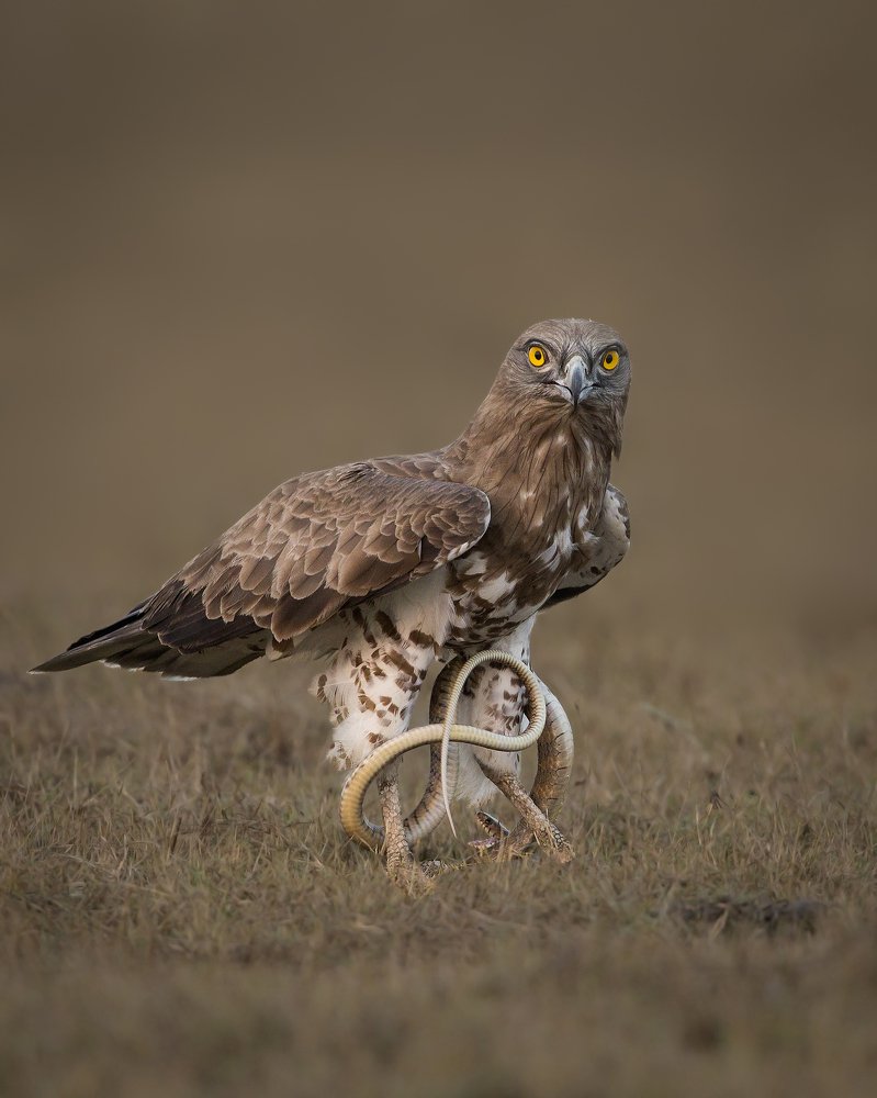 Survival of the fittest