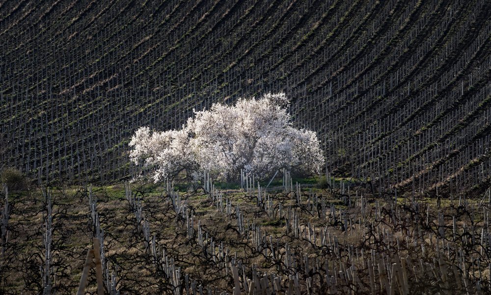 миндальные дни