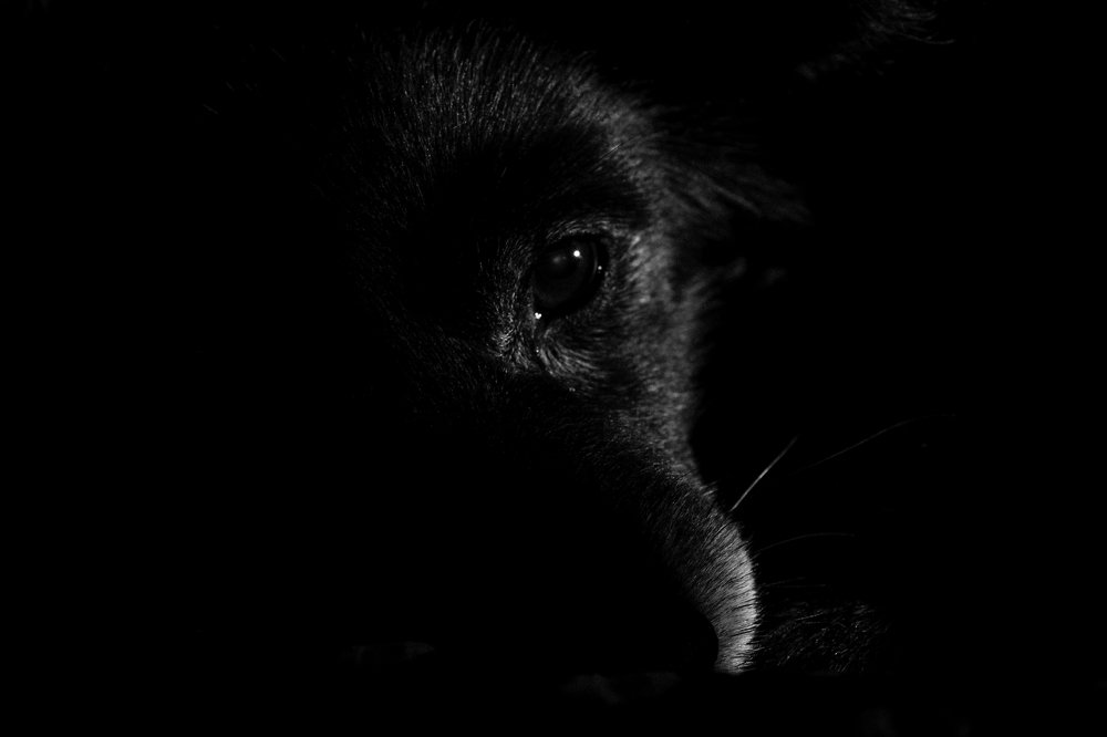 Photograph by Елена Пигалева