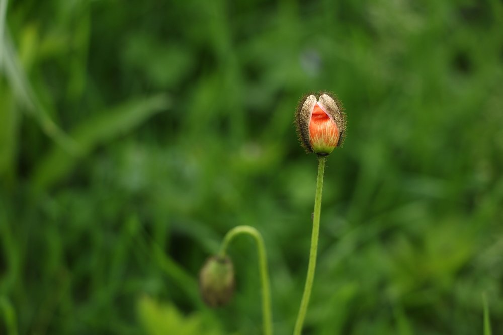 Красота бутона