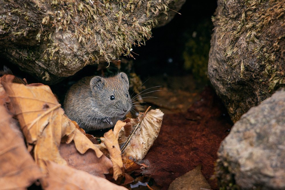 Лесная мышка!