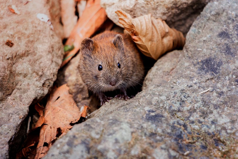Глазки пуговки