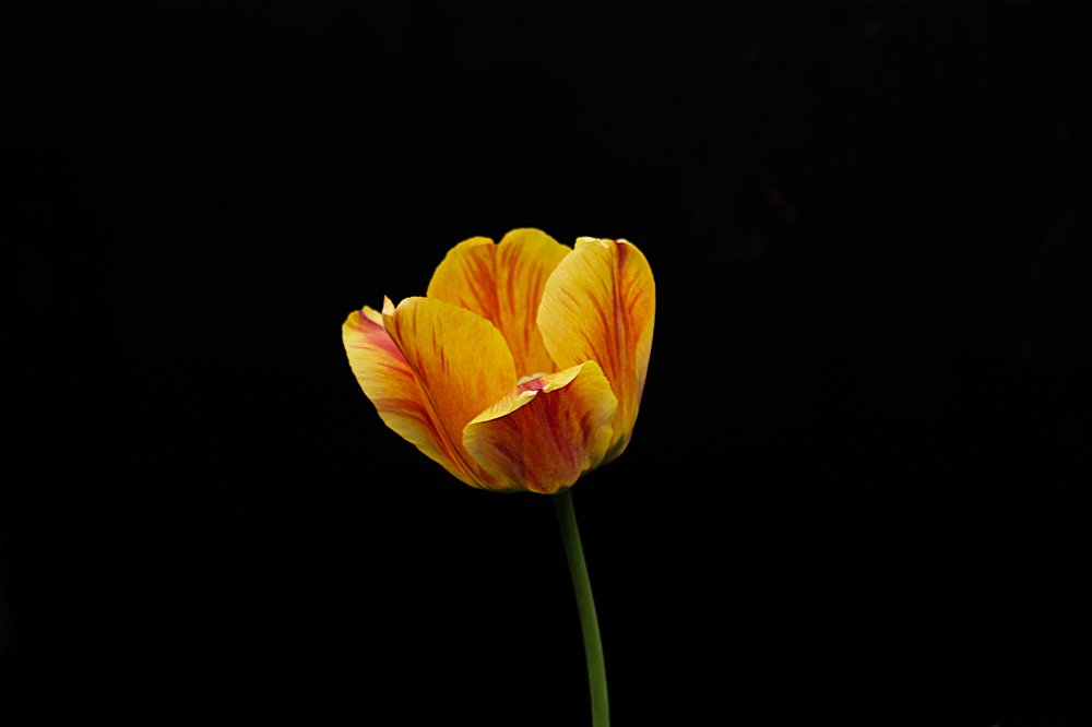 Tulip on black background